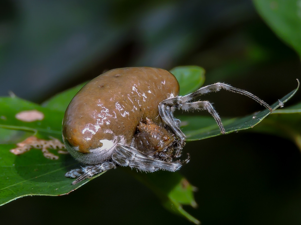 Паук-ковбой. Настоящий фанат вестернов⁠