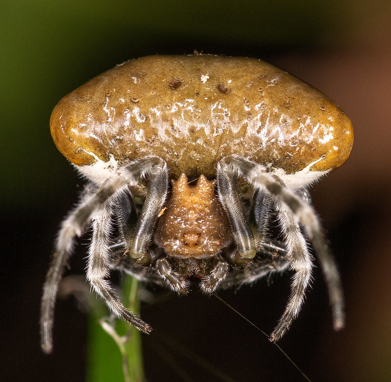 Паук-ковбой. Настоящий фанат вестернов⁠