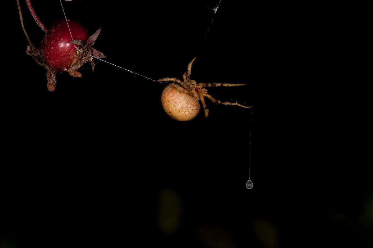 Паук-ковбой. Настоящий фанат вестернов⁠