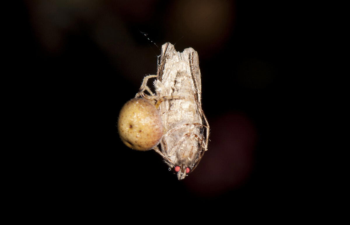 Паук-ковбой. Настоящий фанат вестернов⁠