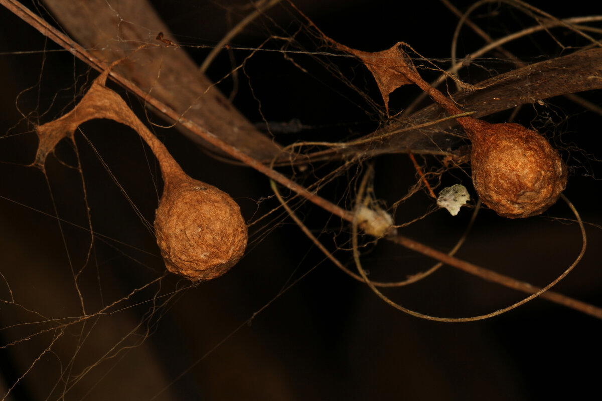 Паук-ковбой. Настоящий фанат вестернов⁠