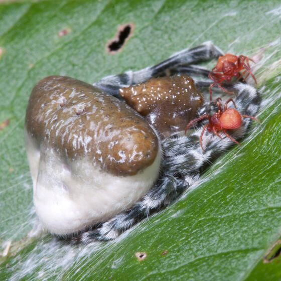 Паук-ковбой. Настоящий фанат вестернов⁠