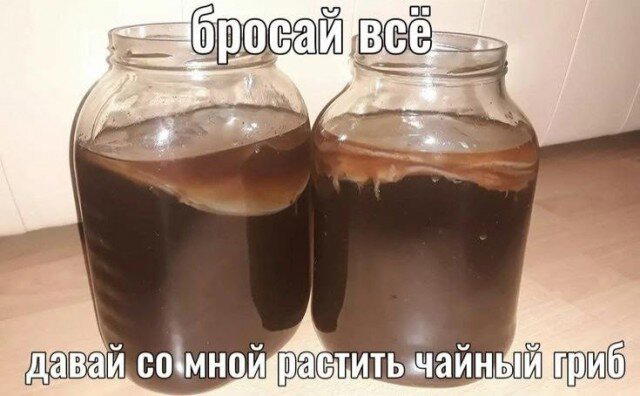 С чего начинается дичка