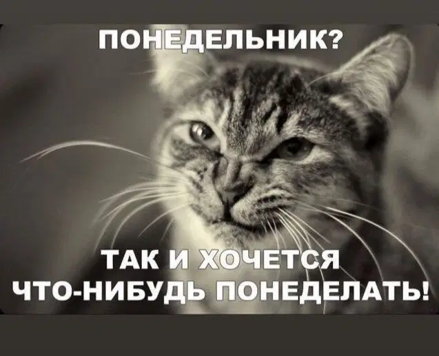 Дичка начинается с понедельника