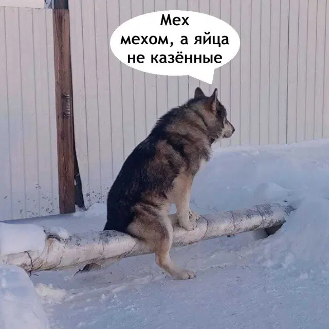 Дичка начинается с понедельника