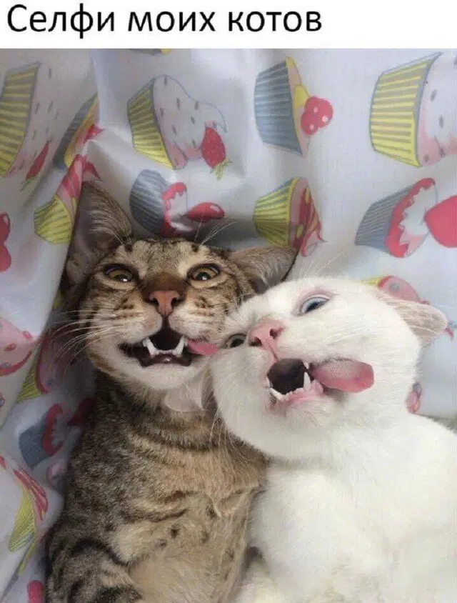 Дичка начинается с понедельника