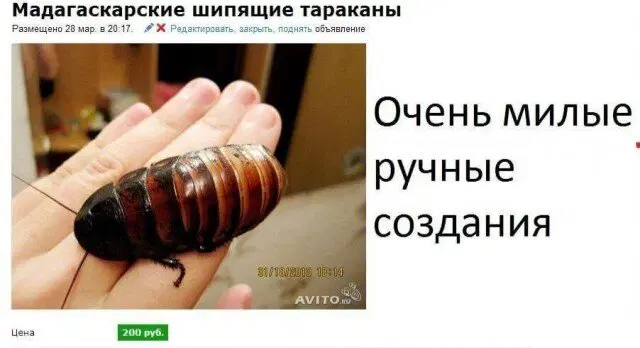 Дичка начинается с понедельника