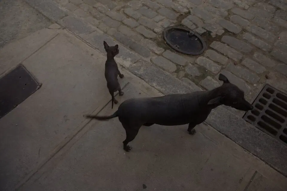 Собака-сфинкс. Судя по щенку — это прям порода.