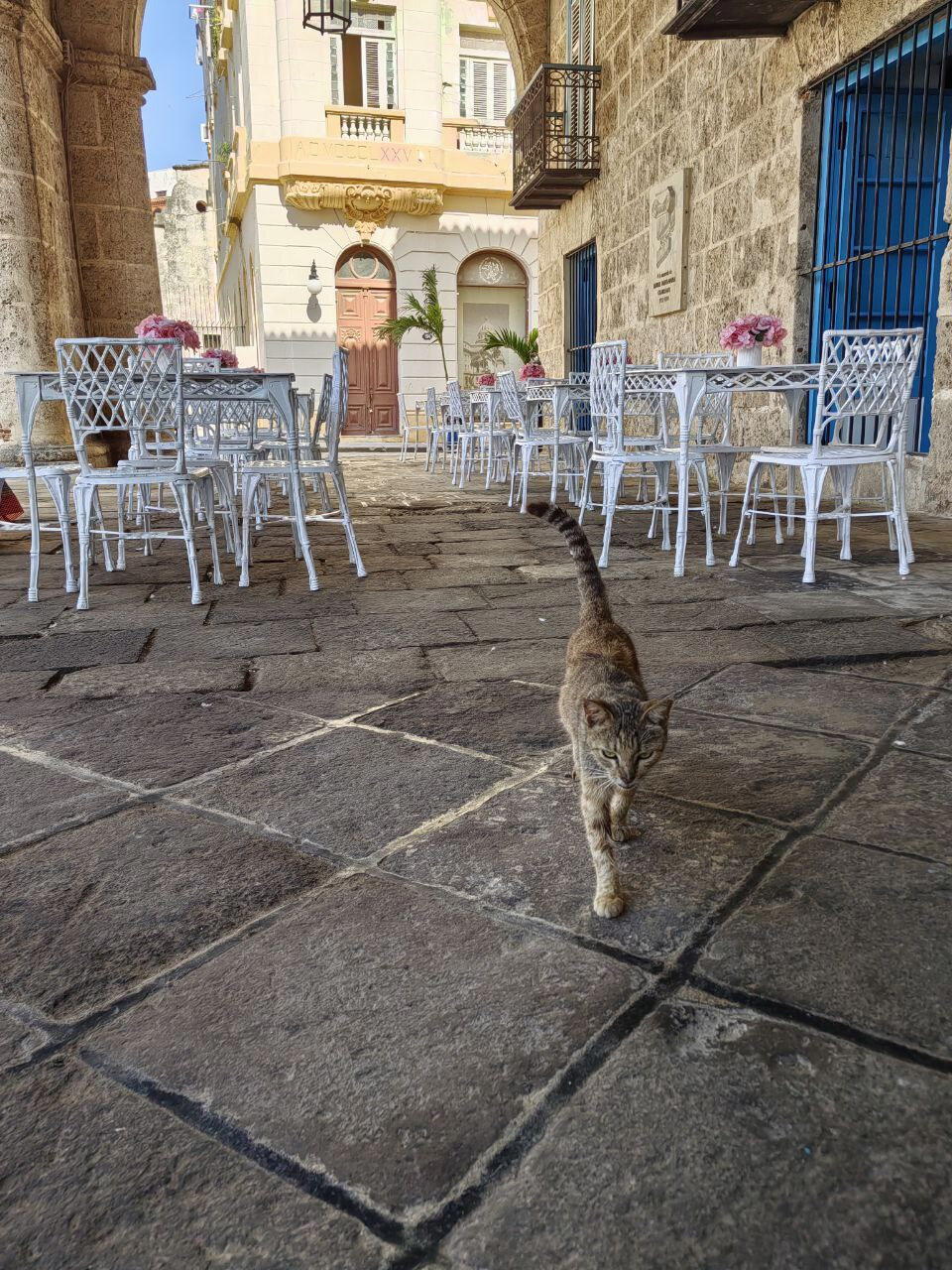 Как без кота?