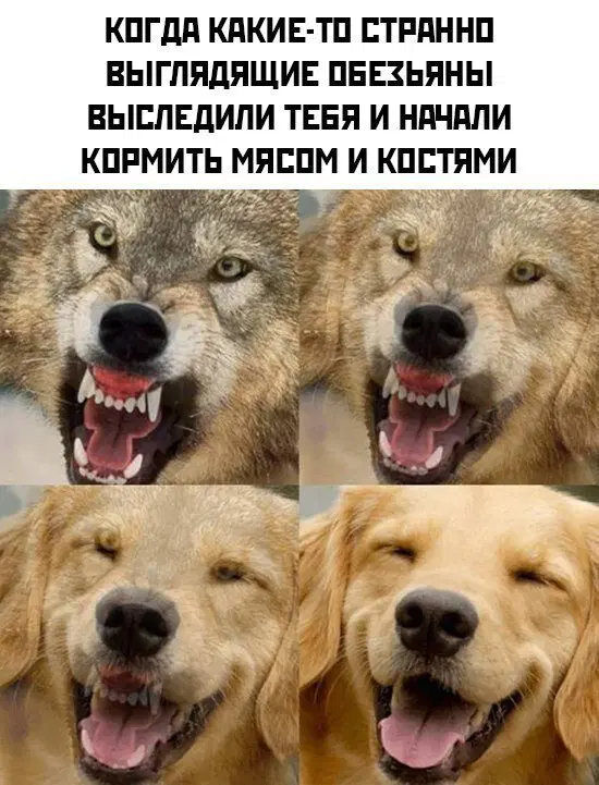 Дичка среда помоги мне а?