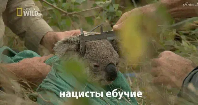 Дичка среда помоги мне а?