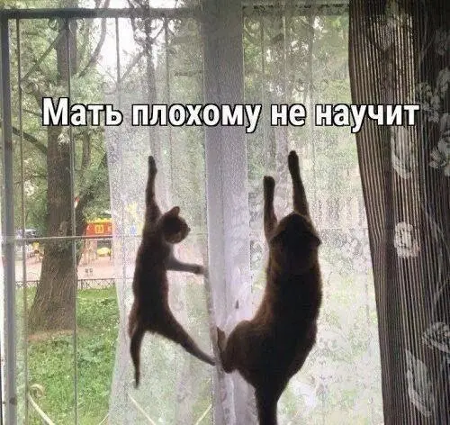 Дичка среда помоги мне а?