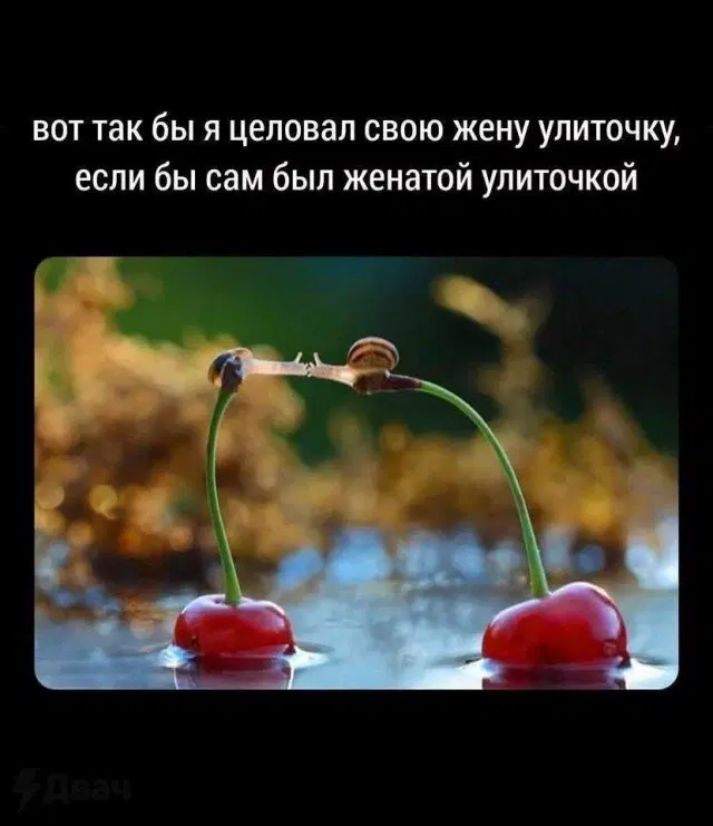 Дичко на четвертый день