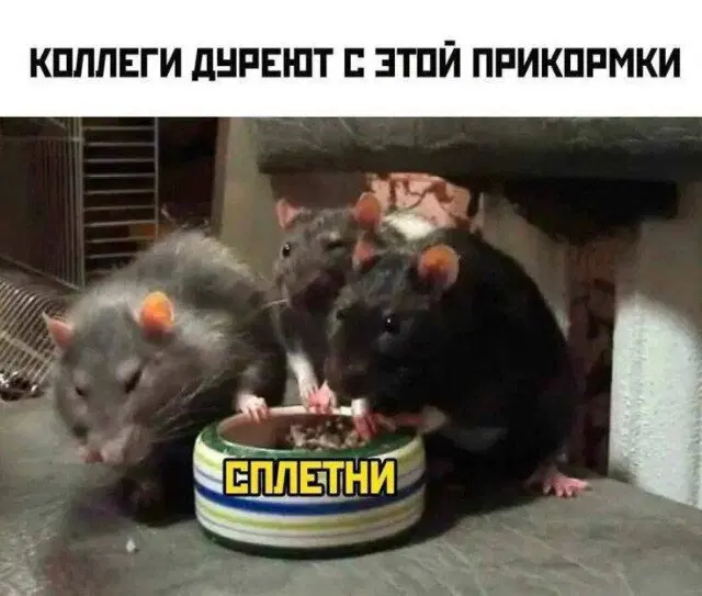 Дичко на четвертый день