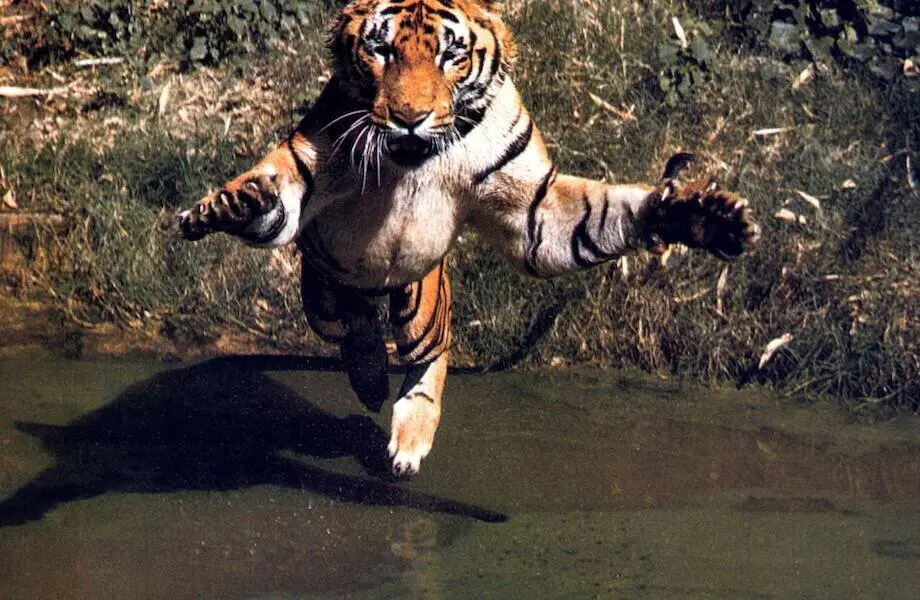 Тигр – котик маленький, ему нужно всего 7 кило мяса в день летом, и 10 – зимой.