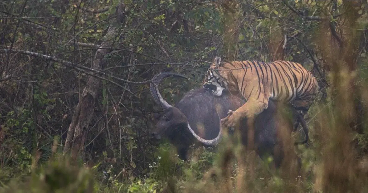 Тигр – котик маленький, ему нужно всего 7 кило мяса в день летом, и 10 – зимой.