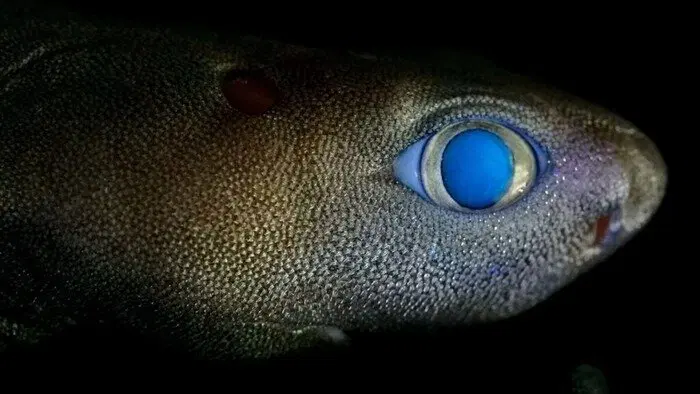 Кайтфиновая акула и ее практически человеческий глаз / © Dr. Jérôme Mallefet/FNRS/UCLouvain Belgium