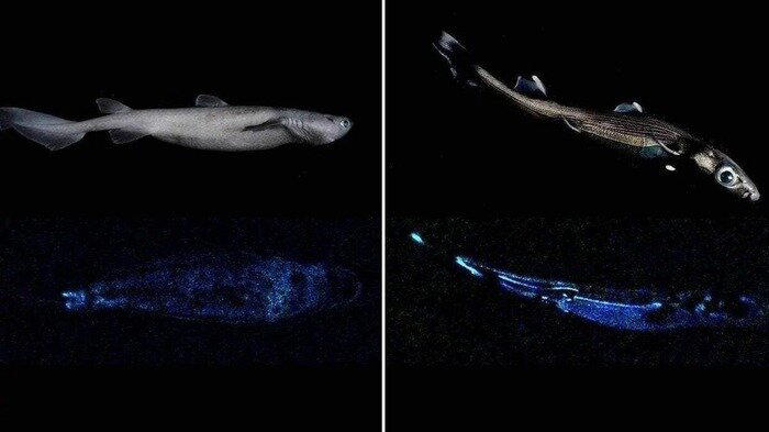 © Dr. Jérôme Mallefet/FNRS/UCLouvain Belgium