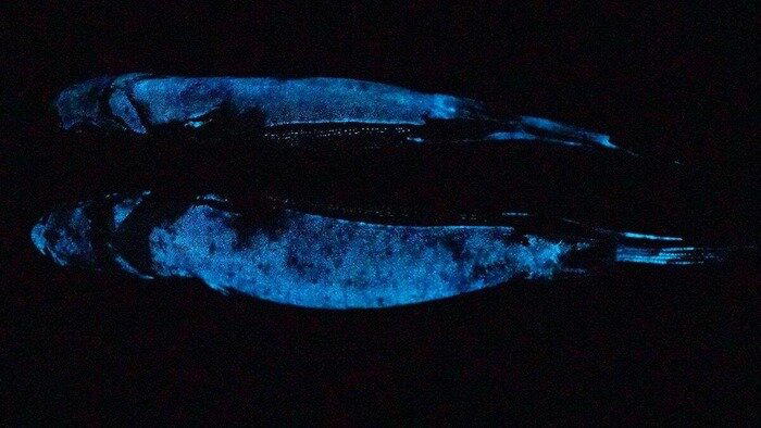 © Dr. Jérôme Mallefet/FNRS/UCLouvain Belgium