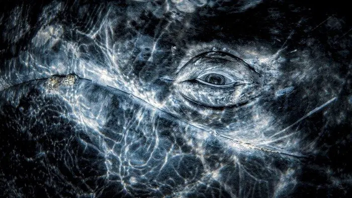 © Rafael Fernandez Caballero