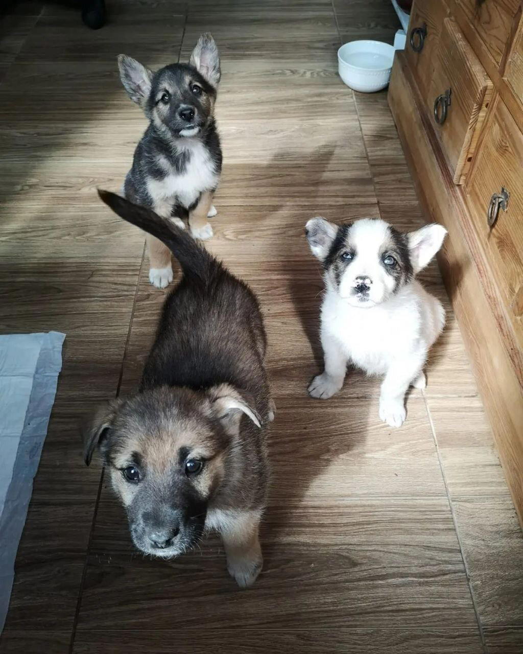 Ответ на пост «Подросток притащил домой беременную мадам»