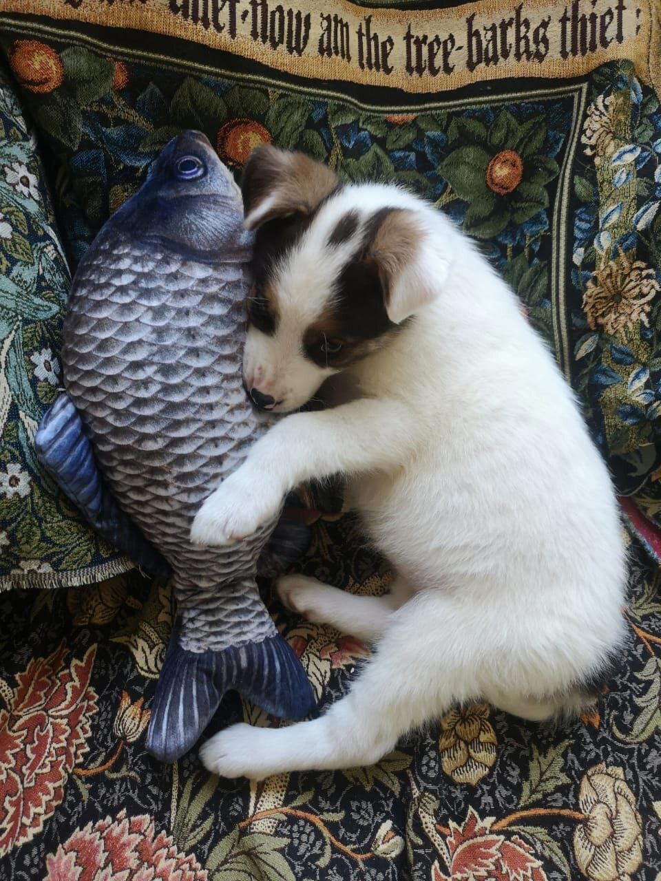 Ответ на пост «Подросток притащил домой беременную мадам»