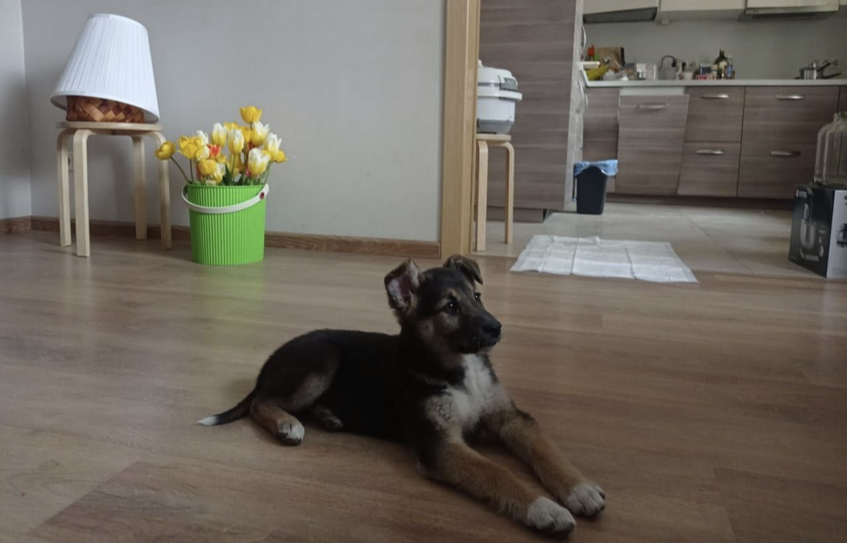 Ответ на пост «Подросток притащил домой беременную мадам»