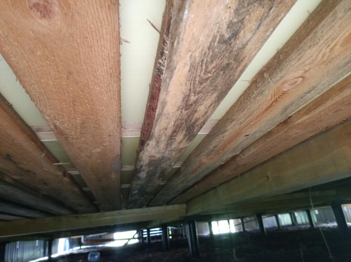 Мы типа грибы, типа грибы! Поднялась влажность в срубе и мы растём! Как я спас заказчиков от аспергиллёза