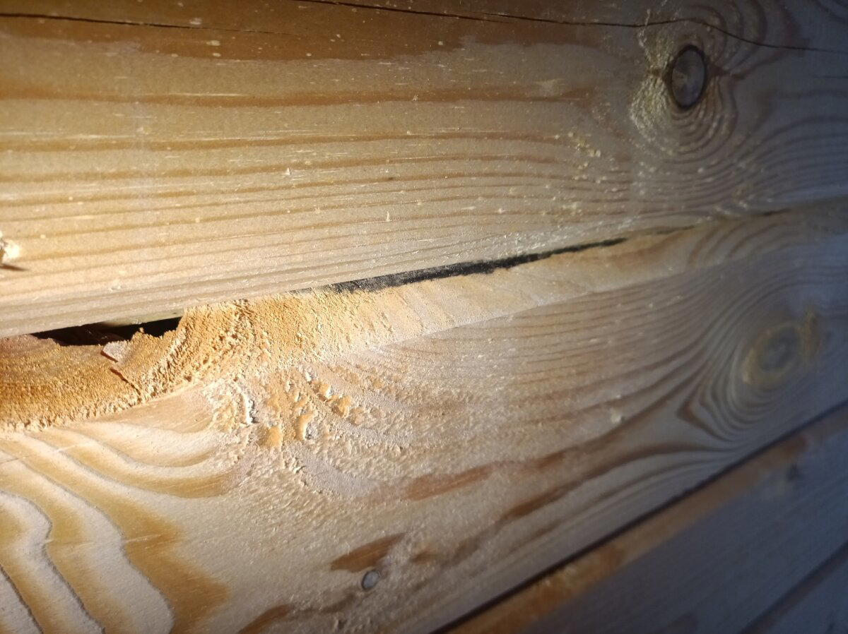 Тихонечко растёт колония грибков.