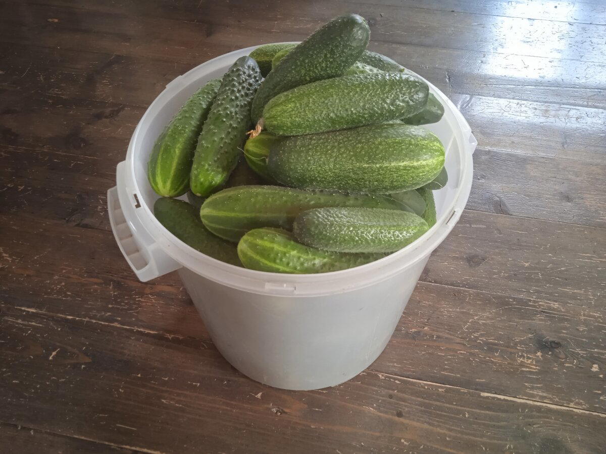 7 лет с женой в деревне. История становления сельпанов