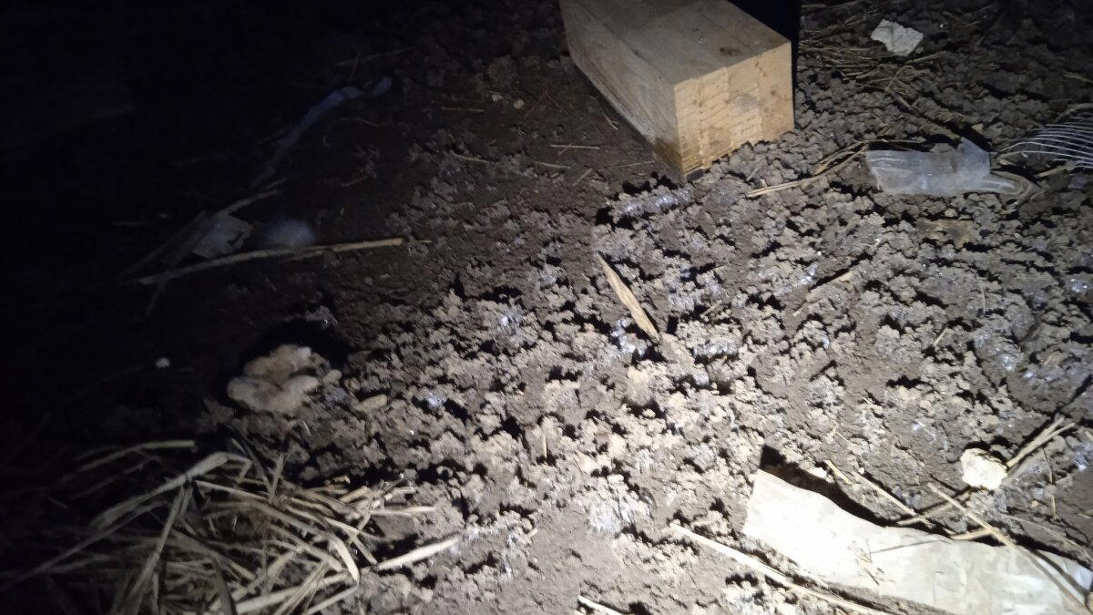 Выпученные сваи - я потратил на их поиск годы! Отчёт по обследованию каркасного дома перед покупкой