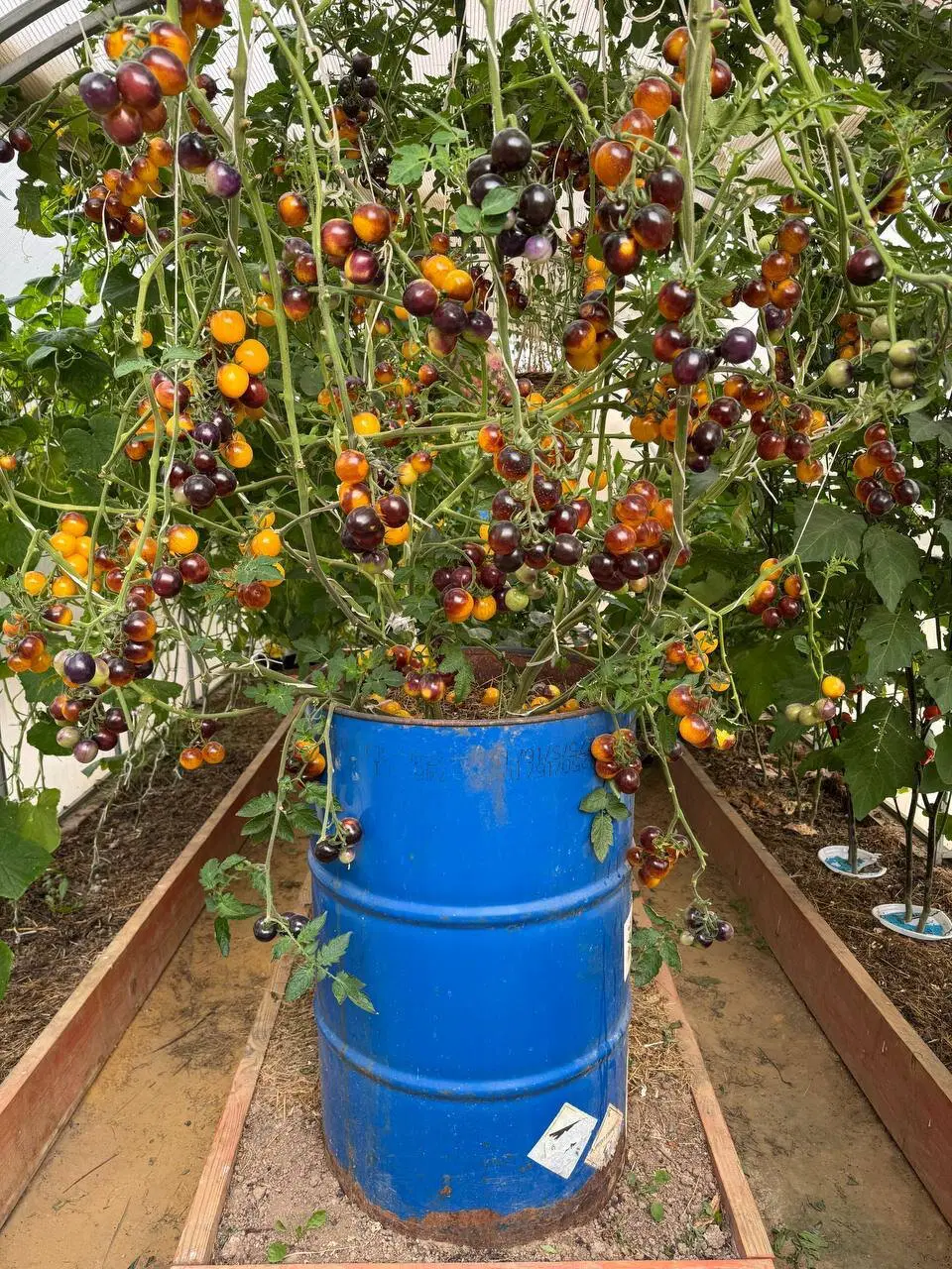 Чё за томатные деревья?