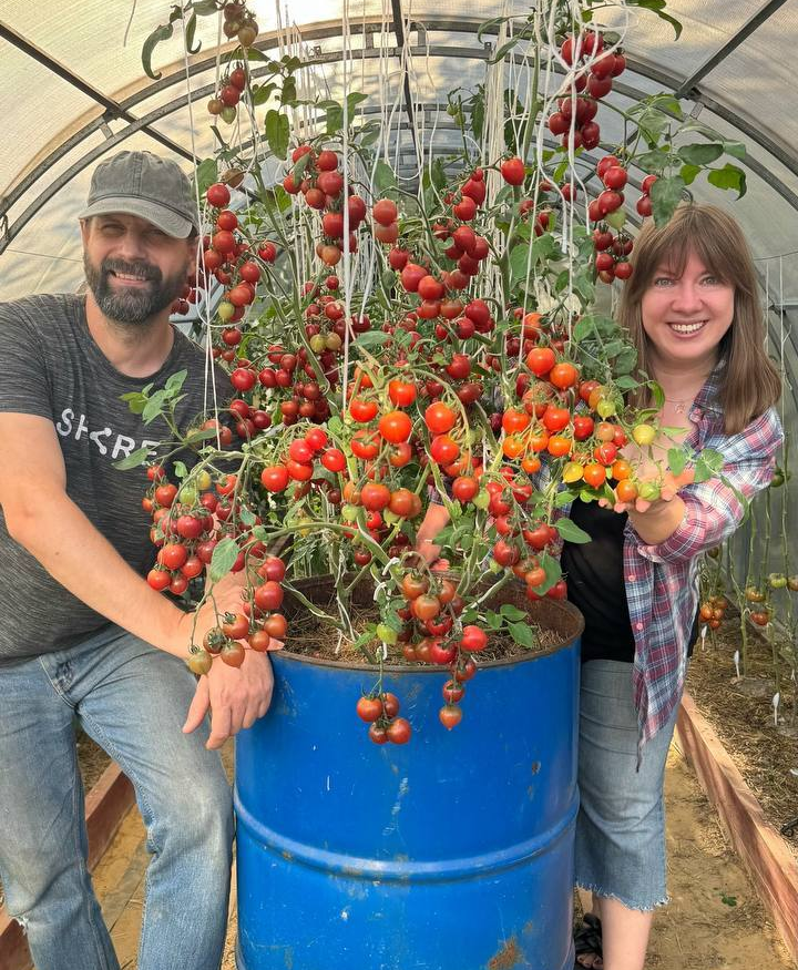 Чё за томатные деревья?