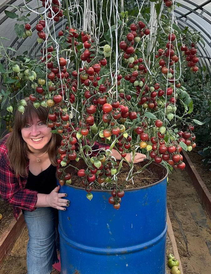 Чё за томатные деревья?