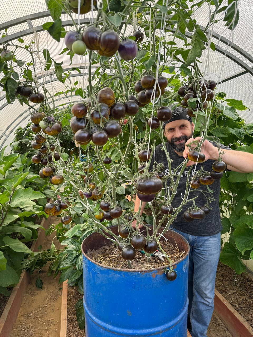 Чё за томатные деревья?