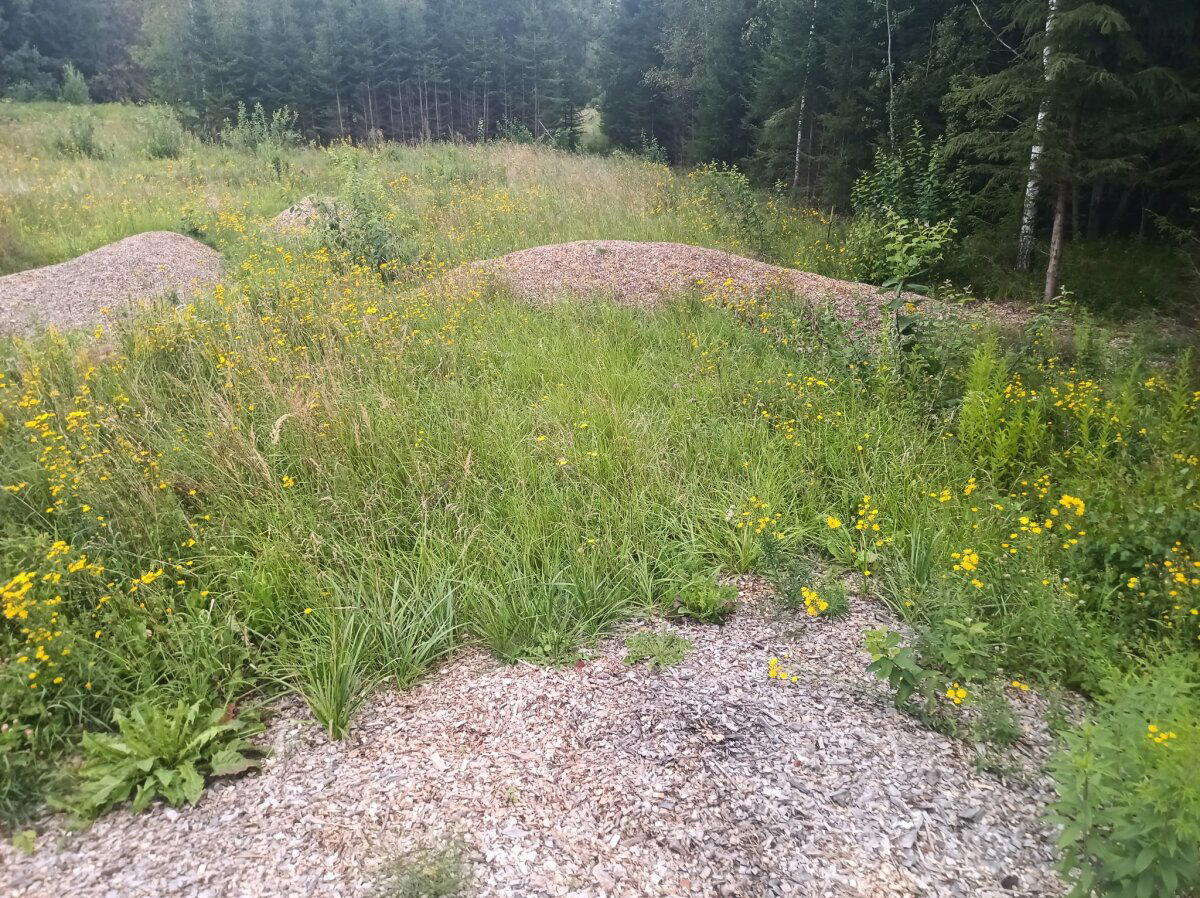 Вложились в брускоины V. Открыта новая локация или, пострадавших всё больше