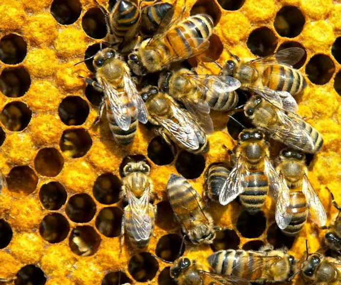 Пчёлиная цивилизация