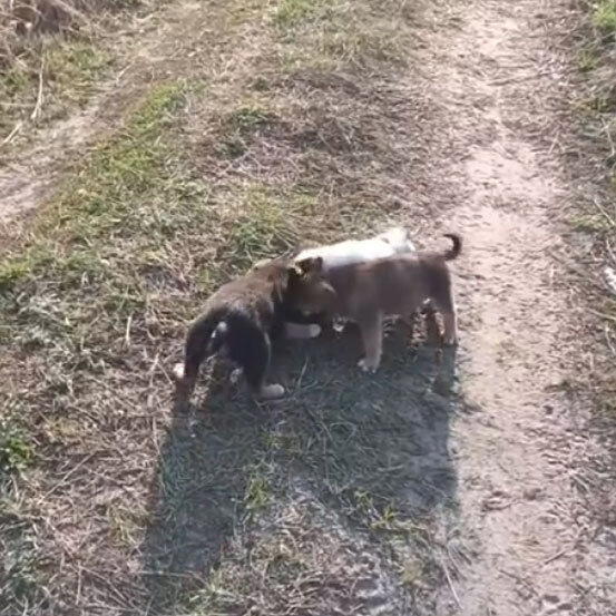 20 000+ подписчиков. Новости Агрокульта после перерыва