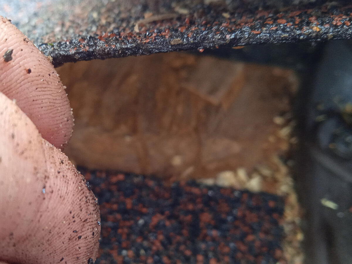 Щеледомное хозяйство. Очередной технадзор срубов с очень качественной рубкой