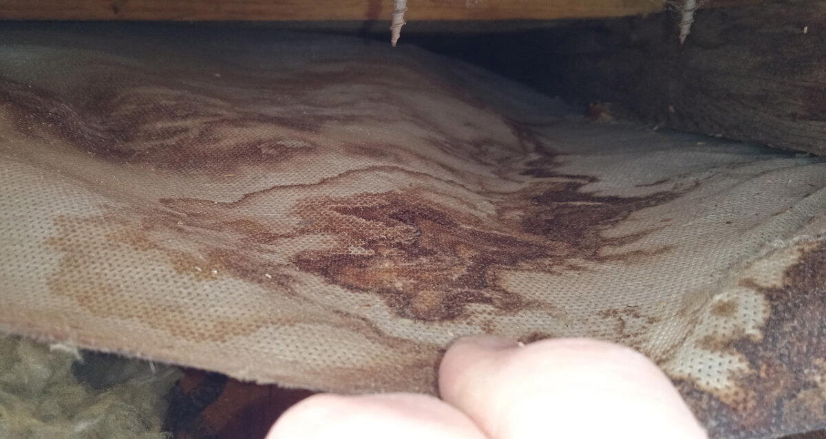 Щеледомное хозяйство. Очередной технадзор срубов с очень качественной рубкой