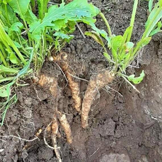 Хреновый парадокс. Не лекарственный, но лечебный