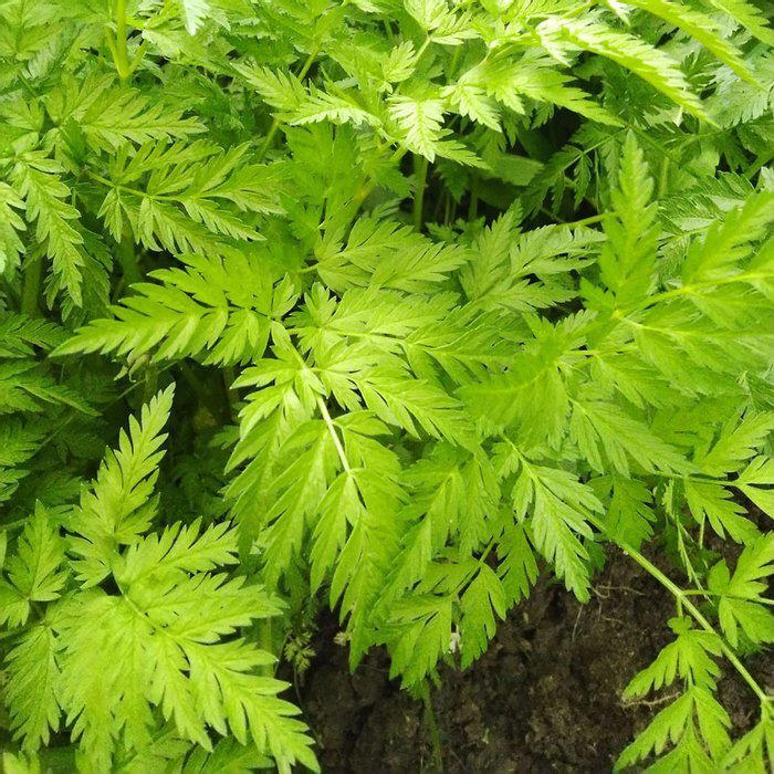 Купырь лесной. Еда под ногами