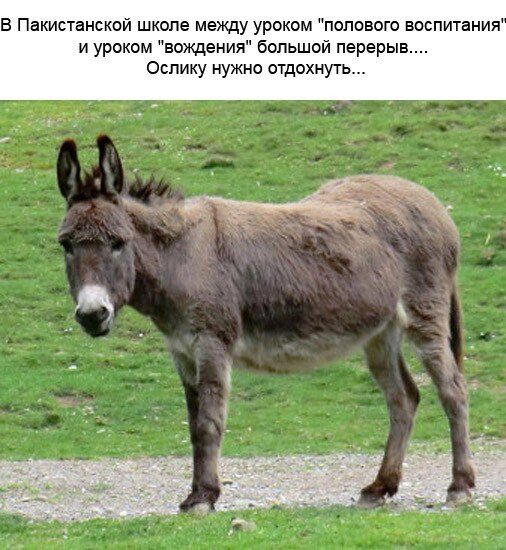 Субботняя дичь, не пресная