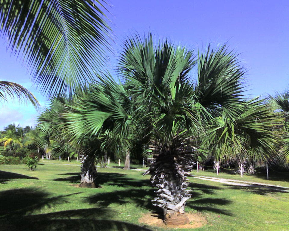 The Rolling Stones — Jumpin' Jack Flash / Куба'2025 (3)