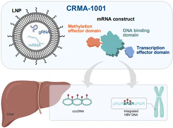 Одобрены клинические испытания генетического лечения от гепатита B или как можно победить хронические вирусные заболевания