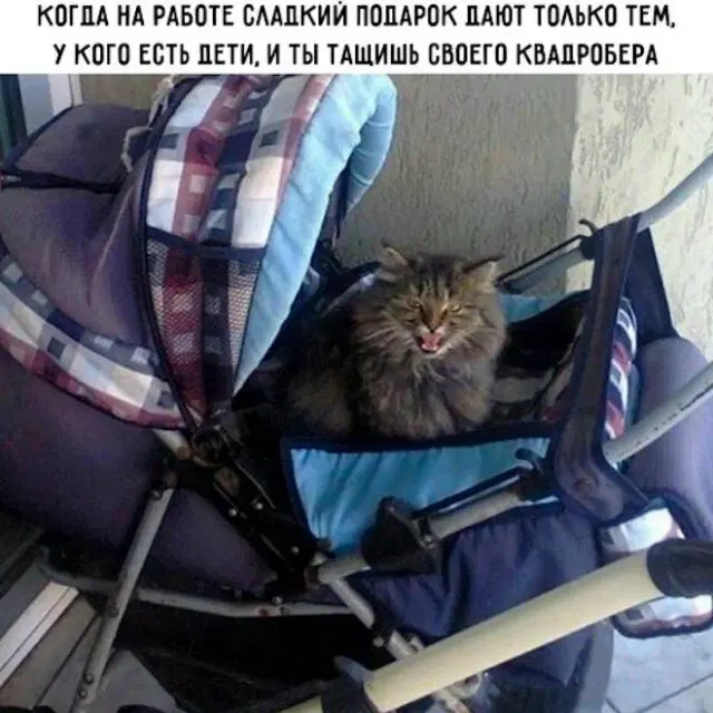 Дичка под новый год