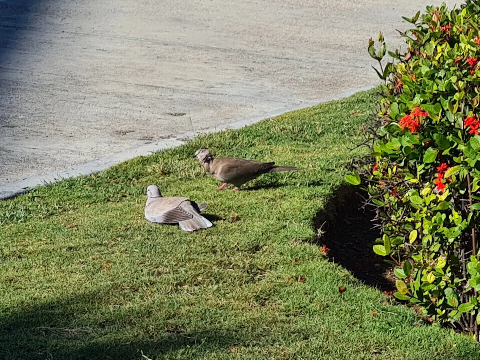 Не исключаю, что и голуби — чукотские.