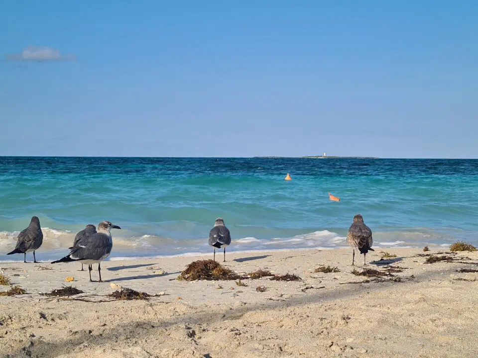 The Rolling Stones — Jumpin' Jack Flash / Куба'2025 (4)