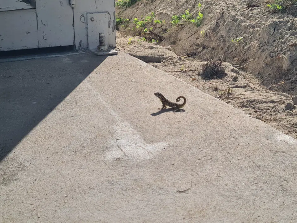 The Rolling Stones — Jumpin' Jack Flash / Куба'2025 (4)