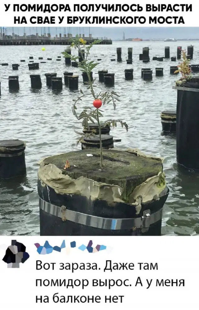 Дичька воскресная Весьма интересная